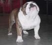 фотография бульдога Standing Ovation From Energy Bulls