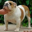 фотография бульдога Joyal Melooy