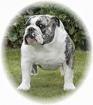 фотография бульдога Avalon of the Tivoli Bulls