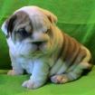 фотография бульдога Патрисия