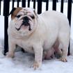 фотография бульдога Бур Ланкастер Бьянка
