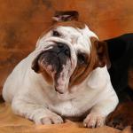 фото Ниагара Грэйт Моунтайн Фолл