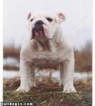 фото Shonni Shotteil