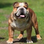 фото Medas Mano Monarchas