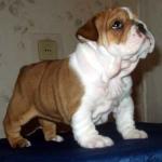 собака бульдог Зимри Танаис Роз
