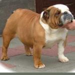 фото Gogogirl of the Tivoli Bulls