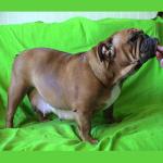 фото Гатира