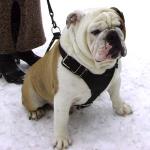 собака бульдог Юргис Вилли Кайнд