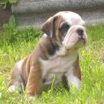 собака бульдог Бол.Дог`C Витарио Гассман