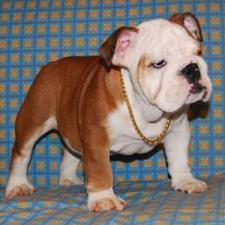 фото бульдога