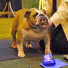 фото бульдога