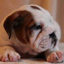фото бульдога