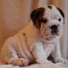 фото бульдога