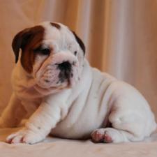 фото бульдога