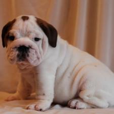 фото бульдога
