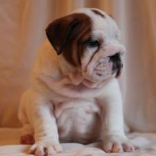 фото бульдога