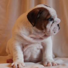 фото бульдога