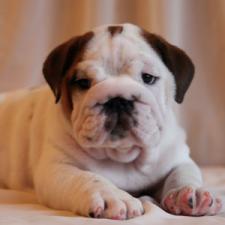 фото бульдога