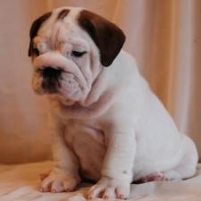 фото бульдога