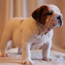 фото бульдога