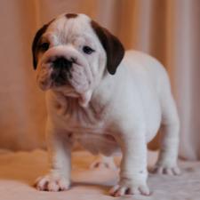 фото бульдога