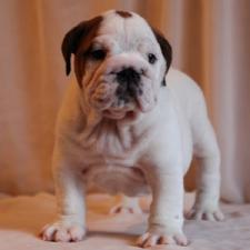 фото бульдога