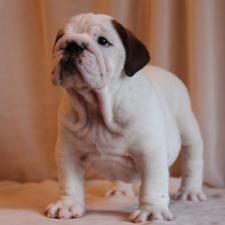 фото бульдога