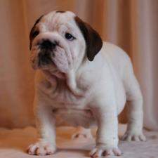 фото бульдога