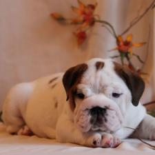 фото бульдога