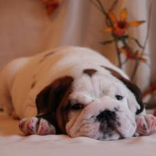 фото бульдога