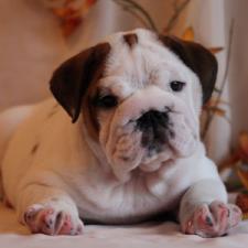 фото бульдога