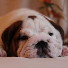 фото бульдога