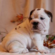 фото бульдога