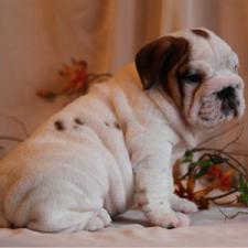 фото бульдога