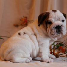 фото бульдога