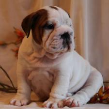 фото бульдога