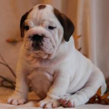 фото бульдога