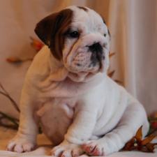 фото бульдога