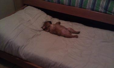 фото бульдога