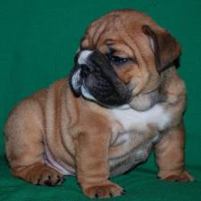 фото бульдога
