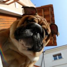 фото бульдога