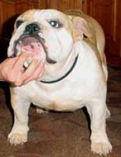 фото бульдога