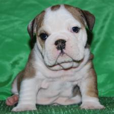 фото бульдога