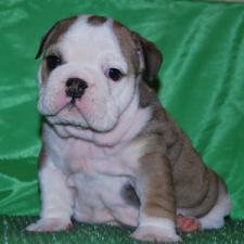 фото бульдога