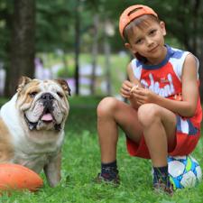 фото бульдога