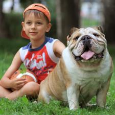 фото бульдога