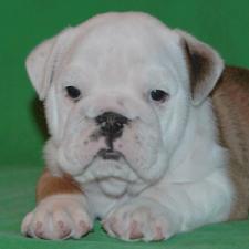 фото бульдога