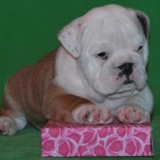 фото бульдога