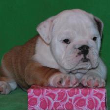 фото бульдога