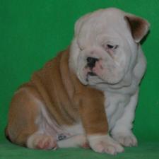 фото бульдога